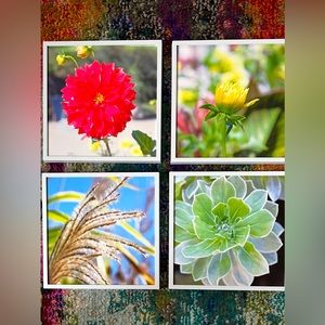Set of 4 Framed Nature Photos